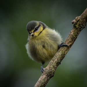 Redwell   15 06 2020   D500   Les 82.jpg